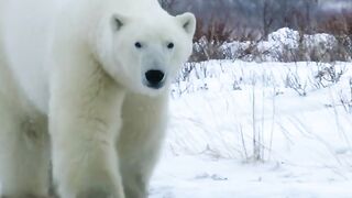 #fyp #fypシ゚viral #wildlife #plizzz_viral_vid???????????? #animal #intersting #foryou #foryoupage #plizzz_vira