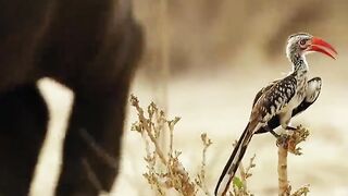 #fyp #fypシ゚viral #wildlife#plizzz_viral_vid???????????? #animal #intersting #foryou #foryoupage #plizzz_viral