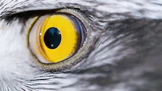 #fyp #fypシ゚viral #wildlife #plizzz_viral_vid???????????? #animal #intersting #foryou #foryoupage #plizzz_vira
