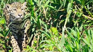 WILD LIFE #fyp #fypシ゚viral #wildlife #plizviralvideo #animal #intersting #tiktok #foryou #foryoupage #plizvira