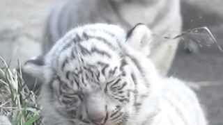 Tiger ????????????????????????????????