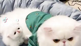 Cut cat