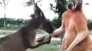 كنغر غاضب من زوجته
