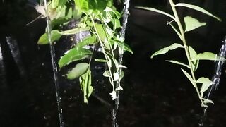 Rain falls at night #ASMR #relaxation #rain