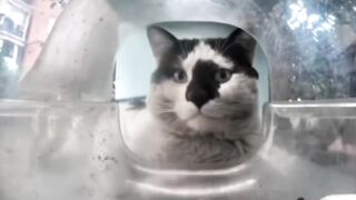 Mr. Polite Cat is back (but he looks unwashed)