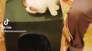 My cat ????