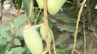 A wonderful mango tree