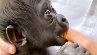 طفل القردة شبيه بطفل البشر