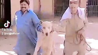Big Bulls dog