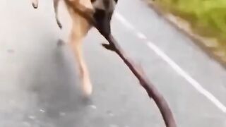Beautiful funny animal
