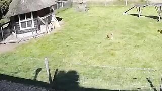 Eagle power