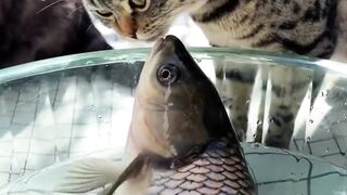 Fish ????????????????????????