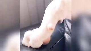 Vídeo de animales graciosos