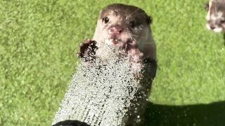 Squirrel water fun
