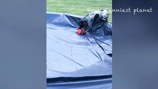 Funny dogs and cats video