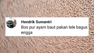 Pur ayam untuk pakan ikan lele❗BAGUS atau TIDAK❓Simak penjelasannya