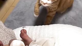 CAT CHAT ????