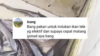 Apa pakan untuk INDUK LELE agar cepat MATANG GONAD❓