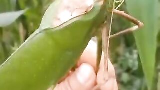 Don’t Watch This if You’re Afraid of Bugs