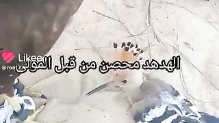 الهدهد معى النسر????