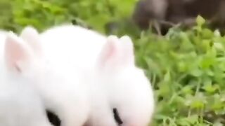 Cute Rabbit  #short #shorts #rabbit #bunny #animal #viral #viralvideo #pets #pet #animals #cute