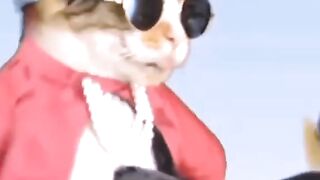Song of Cute Cat
