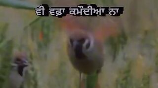 Punjabi status