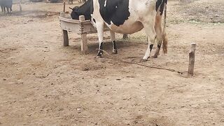 Winters In Village And Cattle