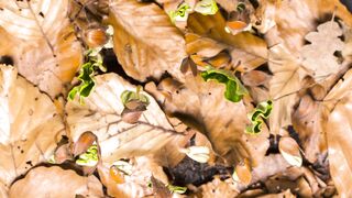 Seed germination, Germination
