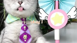 Chef Cat Newest Recipes That Will AMAZE YOU! | Cat Cooking Food | Cute And Funny Cat