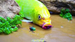 Cartoon, New fish movies in Hindi, Urdu stories, cartoon movies in Hindi