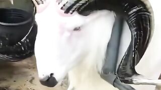 Beautiful sheep