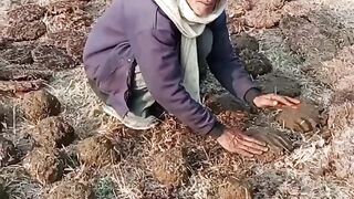 dishi log