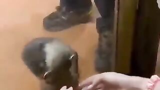 dog mom????????#shorts #animals #funny