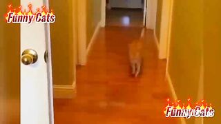 Funniest Animals Planet - Welcome 2023 Funny Dogs And Cats Videos