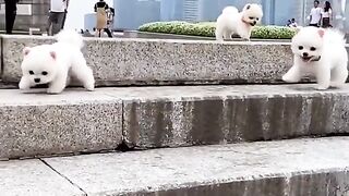 Dogs baby
