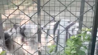 South African White Tiger in multi Zoo