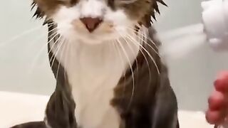 Gatinhos engraçadinhos