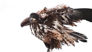 eagle || hunting king