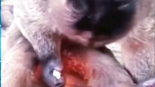 monkey playing fir
