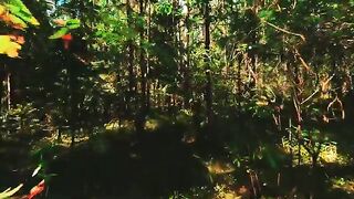 Forest walk