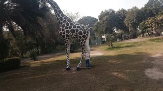 Giraffe