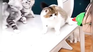 cute cats playing funny