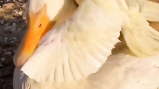 Amazing nice videos see it