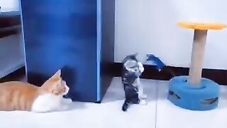Baby Cats - Cute and Funny Cat Videos Compilation #34 | Aww Animals