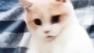 Very funny Cat Fuuny Animal with Fuuny moment