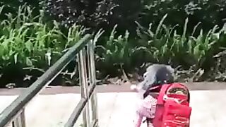 funny animal