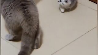 Funny cat