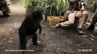 Monky videos that is dangeros