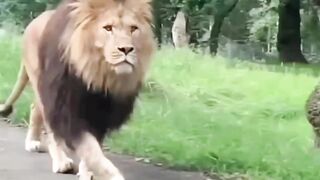 The Lion